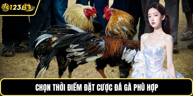 Chọn thời điểm đặt cược đá gà phù hợp