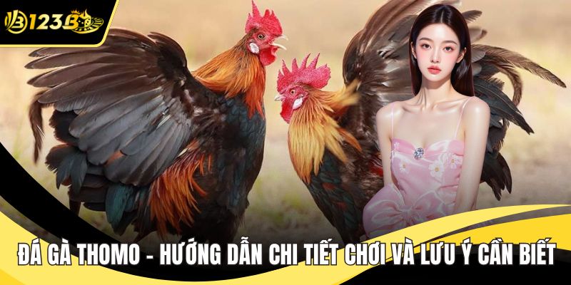Đá gà Thomo