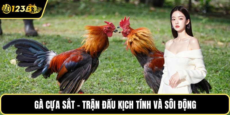 Gà cựa sắt - Trận đấu kịch tính và sôi động